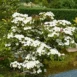 Cornus kousa Teutonia