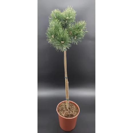 Pinus mugo 'Jacobsen' PA60