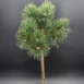 Pinus mugo 'Jacobsen' PA60 zoom