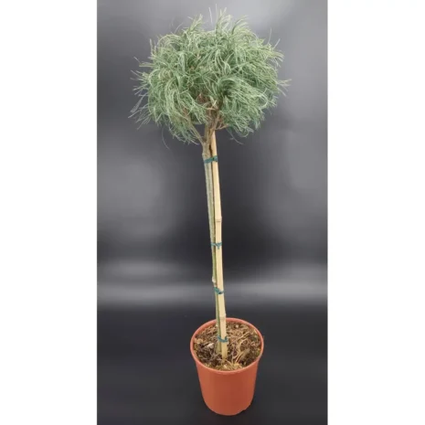 Pinus strobus 'Green Twist' PA40-50