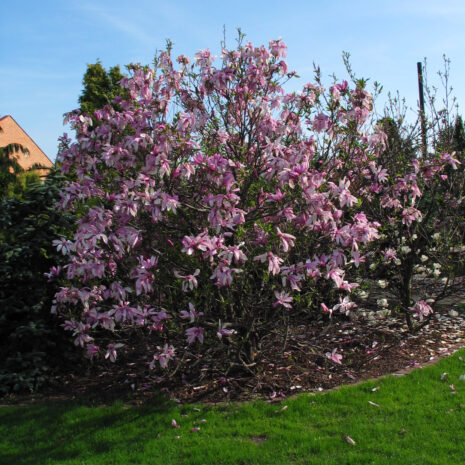 Magnolia 'Betty' plant