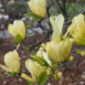 Magnolia 'Butterflies'