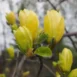 Magnolia 'Butterflies' branch