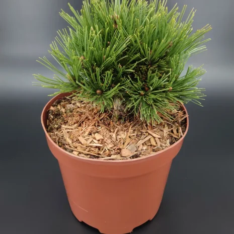 Pinus heldreichii 'Smidtii'