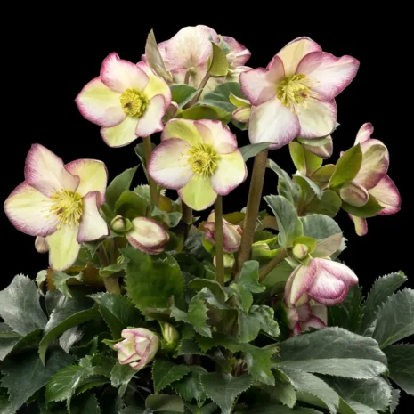 Helleborus Frosted Rose zdjęcie.