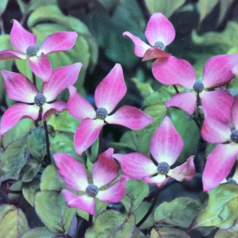 Cornus kousa 'Beni Fuji'