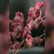 Cornus kousa 'Teutonia'-branch