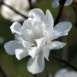 Magnolia 'Alixeed' branch