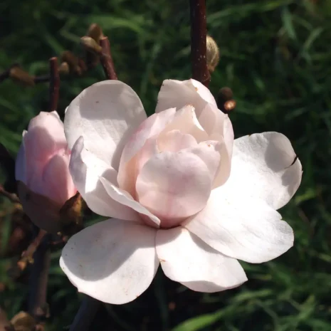 Magnolia 'Alixeed' flower 2