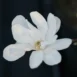 Magnolia 'Alixeed' flower