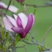 Magnolia 'Ann' flower