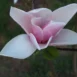 Magnolia 'Big Dude' flower