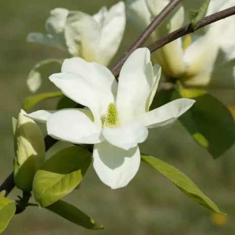 Magnolia 'Elizabeth' branch