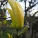 Magnolia 'Elizabeth' flower 1
