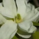 Magnolia 'Elizabeth' flower 2