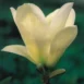 Magnolia 'Elizabeth' flower