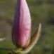 Magnolia Iolanthe bud
