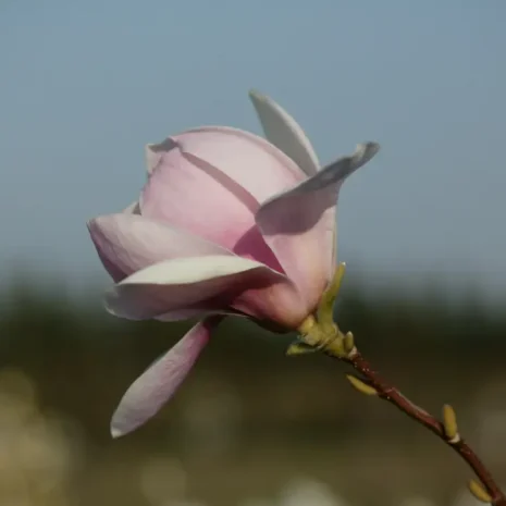Magnolia Iolanthe flower
