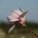 Magnolia Iolanthe flower
