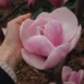Magnolia Laura flower 2