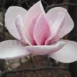 Magnolia Laura flower