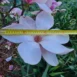 Magnolia Laura flower size