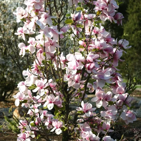 Magnolia Laura tree