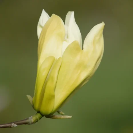 Magnolia Limelight flower