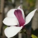 Magnolia Old Port flower 1