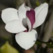 Magnolia Old Port flower 4