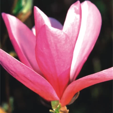 Magnolia Randy flower