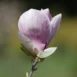 Magnolia Sarah's Favourite flower 2