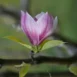 Magnolia Sarah's Favourite flower