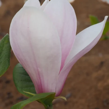 Magnolia Simple Pleasures flower 2