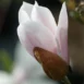 Magnolia Simple Pleasures flower