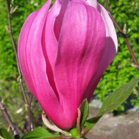 Magnolia Spectrum flower
