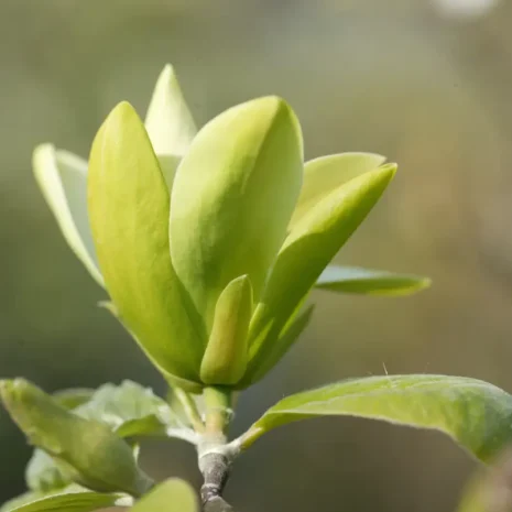 Magnolia Sunray flower 2
