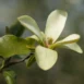 Magnolia Sunray flower
