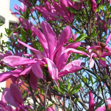 Magnolia Susan branch Magnolia Susan branch