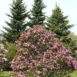 Magnolia Susan tree