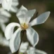 Magnolia Wada's Memory flower 2