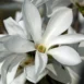 Magnolia Wada's Memory flower