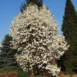 Magnolia Wada's Memory tree 2