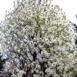 Magnolia Wada's Memory tree