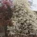 Magnolia Wada's Memory trees