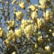 Magnolia Yellow Lantern branch 2