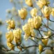 Magnolia Yellow Lantern branch
