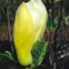 Magnolia Yellow Lantern flower