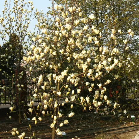 Magnolia Yellow Lantern tree