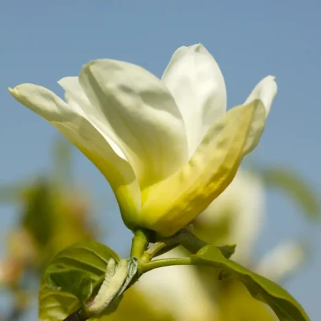 Magnolia 'Yellow River' flower 2 Magnolia 'Yellow River' flower 2